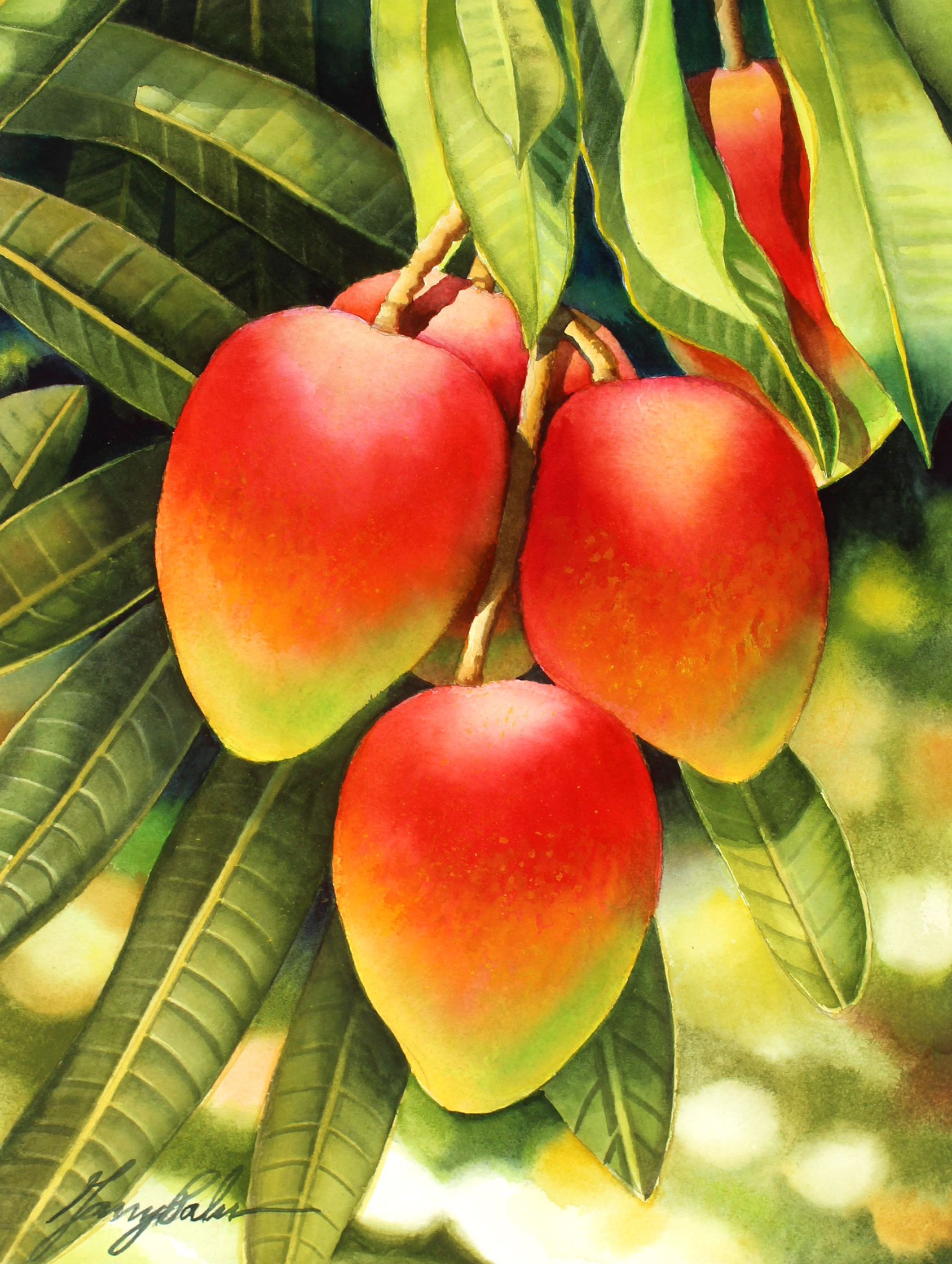 mangotree.jpg